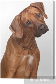 Its forebears can be traced to the ridged hunting and guarding dogs of the khoikhoi, which were crossed with european dogs by the early colonists of the cape colony of southern africa. Leinwandbild Rhodesian Ridgeback Pixers Wir Leben Um Zu Verandern