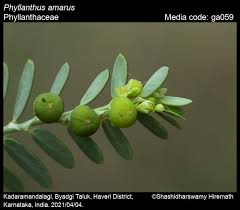 Image result for Phyllanthus amarus