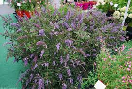 Image result for Vitex franceseana
