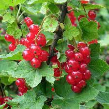 Check spelling or type a new query. Caring For Fruit Trees In Summer Basic Care For Pip Stone And Berry Fruits