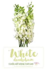 Essential White Wedding Flower Guide Names Types Pics Wedding Flower Guide White Wedding Flowers Wedding Flowers