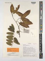 Image result for Agelanthus songeensis