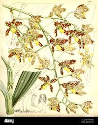 Image result for Neobolusia