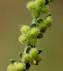 Image result for Cynoglossum lanceolatum