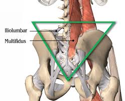 Ligaments surround a joint to give it support and limit its movement. How Do Ligaments Cause Sciatica Erik Dalton Blog