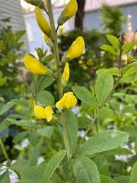 Image result for Crotalaria sphaerocarpa