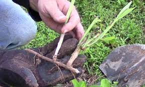 Common milkweed can be weedy, producing many offspring and crowding out other plants. How To Transplant Milkweed Growit Buildit