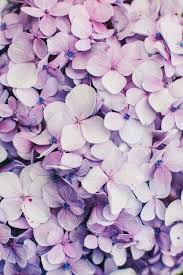  Pin By Carmella Caramel On Hintergrund Bilder Hydrangea Wallpaper Flower Backgrounds Flower Wallpaper