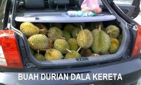 Kalau bau yang pekat atau kuat dari buah durian muda yang belum dibuka, kenapa tidak baunya keluar karena dilindungi dengan juring atau cekungan tempat buah durian, jelas mohamad. Hilangkan Bau Durian Dalam Kereta Sangpemadan