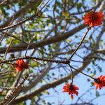 Image result for Erythrina sacleuxii