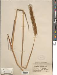 Image result for Eriochrysis