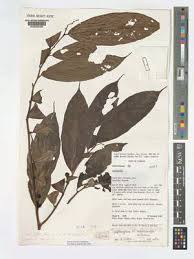 Image result for Leptonychia tokana