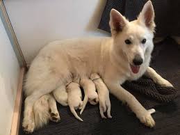 Two are blue merle females, one black tri female and one black tri male with a blue merle patch around on… location: Eishund White Swiss Shepherd Dogs Home Facebook