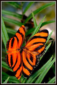 Black And White Striped Butterfly With Red Orange And Black Striped Butterflies Butterfly Photos Beautiful Butterflies Butterfly Flowers