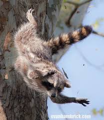 Flying Raccoon Detail Story 30 More Photos Cute Raccoon Pet Raccoon Raccoon Funny