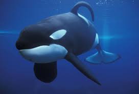 Keiko (free willy) was an orca formerly kept in dismal conditions in mexico, then rescued from those conditions and starred in the blockbuster movie. Killer Whale Dorsal Fin Collapse