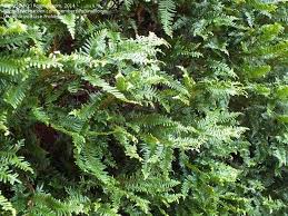 Image result for Libocedrus plumosa
