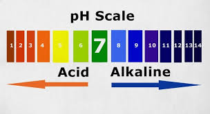 19 highly alkaline foods that will benefit your body yuri