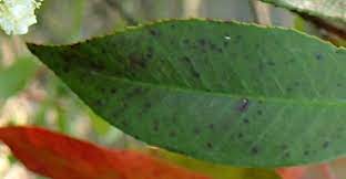 Little spots similar to tar spots appear on leaves. Photinia Leaf Spot How To Deal With Black Spots On Red Leaf Photinia