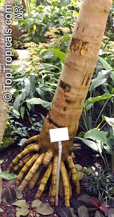 Image result for Gaussia maya