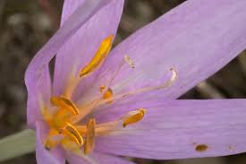 Image result for Colchicaceae