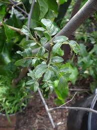 Image result for Hunteria myriantha