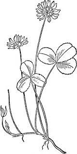 Image From Page 442 Of A Manual Of Poisonous Plants Chiefly Of Eastern North America With Brief Notes On Economic And Medicinal Plants And Numerous Illustra Flower Line Drawings Clover Tattoos