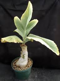 Image result for Cyphostemma zombense