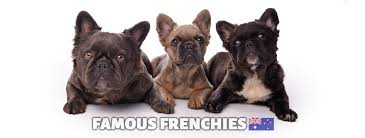 French bulldog puppies for sale in austin tx. Fluffy Frenchie Facts Famous Frenchies Australia
