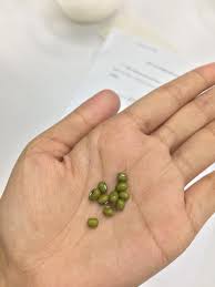 Proses pertumbuhan kacang hijau dan kacang merah terjadi melalui tiga tahap, yaitu perkecambahan, pertumbuhan primer, dan pertumbuhan sekunder. Minggu Ke 5 Eksperimen Percambahan Biji Benih
