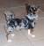 Double Merle Blue Merle Chihuahua