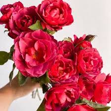 Hot cocoa roses were first bred in 2002 in the united states by tom carruth. The Flower Podcast