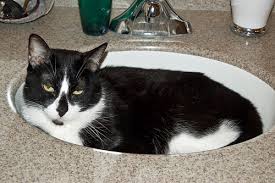 why do cats like to sleep in a sink?