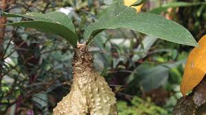 Maybe you would like to learn more about one of these? Tumbuhan Sarang Semut Rumah Bagi Semut Dan Obat Bagi Manusia Greeners Co