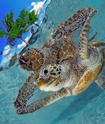 Dreams Of The Sea Underwater Animals Ocean Turtle Animals