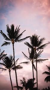 Follow the vibe and change your wallpaper every day! Aesthetic Palm Trees Iphone Wallpapers Top Free Aesthetic Palm Trees Iphone Backgrounds Wallpaperaccess