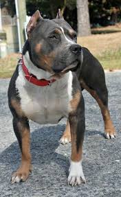 Black And Brown Pitbull Mix Image Result For Black And Brown Pitbull Pitbulls Bully Breeds Dogs