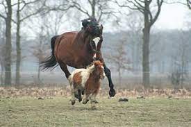 Horse Wikipedia