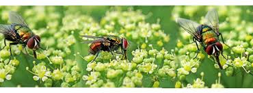 Pest infestation is nothing but the presence of large number of pests at a place, typically so as to cause damage or disease. Best Practices To Keep Pests From Invading Your Restaurant This Summer Modern Restaurant Management The Business Of Eating Restaurant Management News