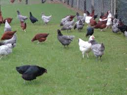 Merci pour vos réponses que j'attends avec impatience. Poule Pondeuse Noire Elevage De L Ombrail Vente Directe Producteur Meursac 17120