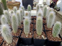 However, when the soil does dry out, give the plant water until it runs out of the drainage hole. Espostoa Lanata Peruvian Old Man Cactus World Of Succulents