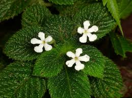 Image result for Gesneriaceae