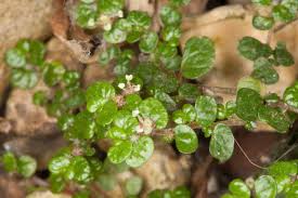 Image result for Soleirolia