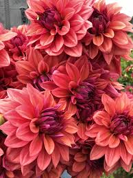 Pin On Garden Wish List