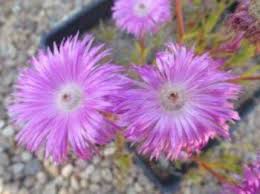 Image result for Lampranthus spp.