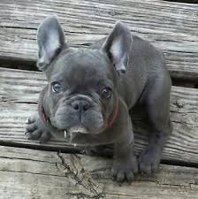 Sort by beautiful lilac and tan french bulldog puppies (no pied, no brindle). Im Looking For A Blue French Bulldog Prefer Male Solid No Brindle Please Let French Bulldog Blue Bulldog Puppies French Bulldog Puppies