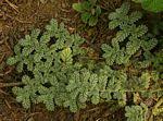Image result for Coldenia procumbens