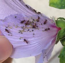 They develop wings, and set off for but if you're seeing winged ants in your home, there's a good chance that carpenter ants have created a. Ants Backyard And Beyond Page 2