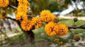 Huisache Acacia Farnesiana Greek Flowers Flower Essences Flowers