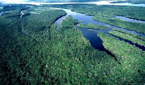 Resultado de imagem para chico mendes e amazonia